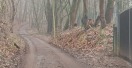 Foto: Straße durch umgestürzten Baum gesperrt 